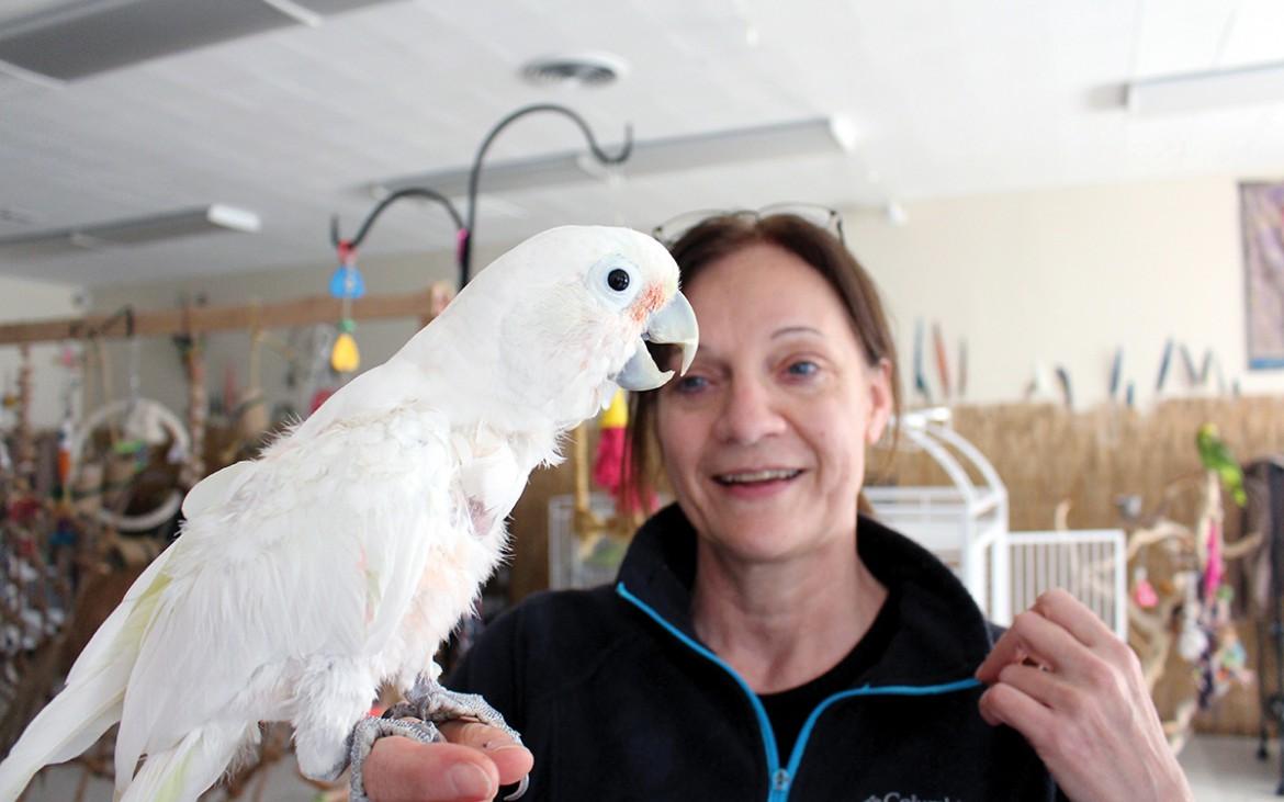 Lily, a cockatoo, sits on Birgit Soykas hand in the San Francisco Bird hotel Wed November 4. (James Chan/Xpress)