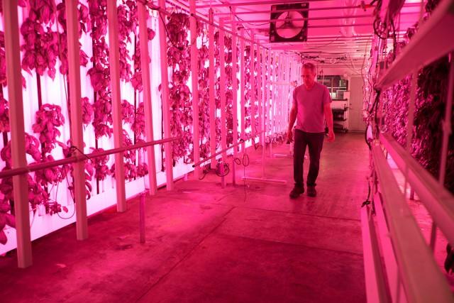 Local Greens Manager Ron Mitchell walks down the main aisle of their space saving vertical Basil plant grow. The room has an intense magenta glow due to the LED lighting set up. Photo by Taylor Reyes.