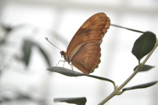 The Butterfly Effect: The Results of Winged Popularity