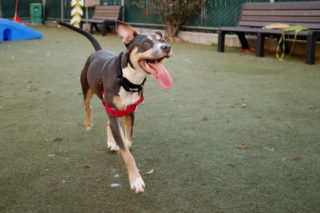 Moxie, an 11-month-old pit-bull terrier, prances through the play area at the San Francisco Animal Care and Control facility on Thursday, February 1, 2018. (Niko LaBarbera/Golden Gate Xpress)