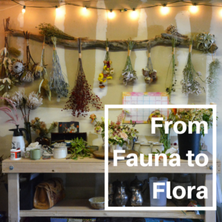 From Fauna to Flora