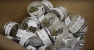Highs and Lows: The Hidden Cost of the Wreckreational Cannabis Industry