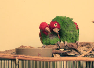 Mark Bittner's two parrots walk around on top of their cage, which resides in his dining room in his home on Telegraph Hill in San Francisco on Monday October 29, 2018. Bitter is the author of The Wild Parrots of Telegraph Hill. (LINDSEY MOORE/ Xpress)