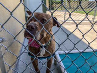 Ruff and Rescue: The Value of a Secondhand Pup