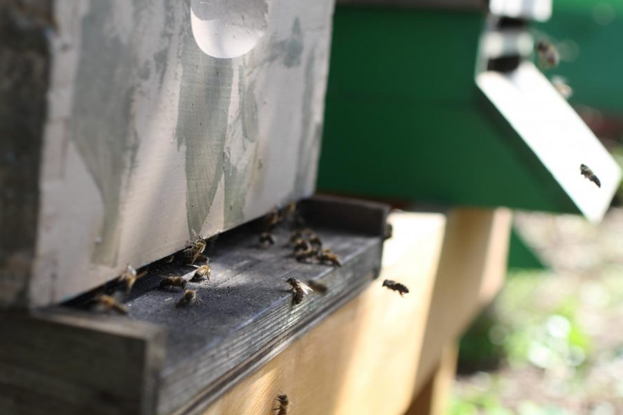 Honey bees come and go from their hive at Garden for the Environment in the Inner Sunset. Photo by Sandy Scarpa.
