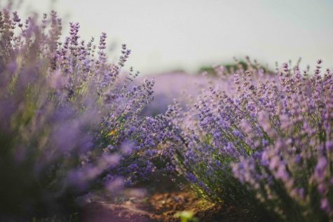 Photo by Natalie from Pexels