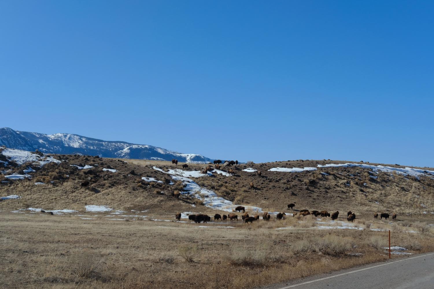 Yellowstone