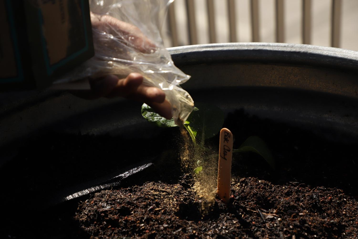 Rooted in Community