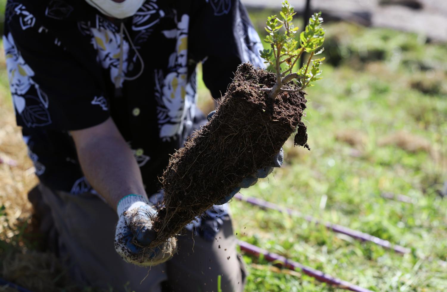 Rooted in Community