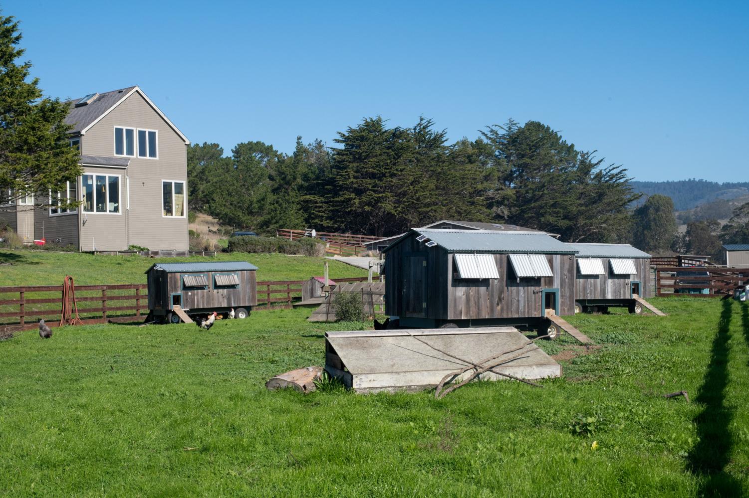 Open Arms and Pastures: Rescue Farms in the Bay Area