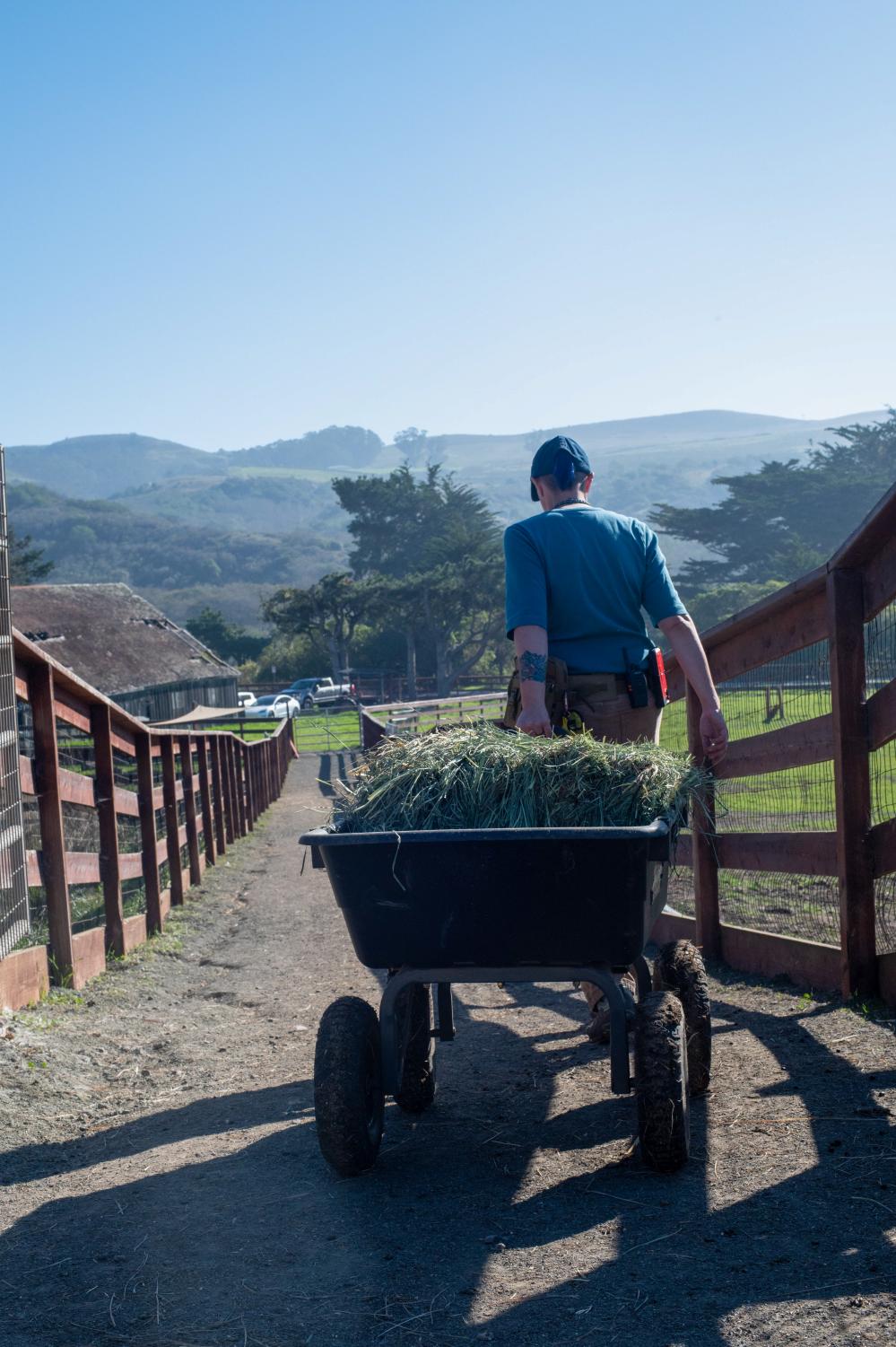 Open Arms and Pastures: Rescue Farms in the Bay Area