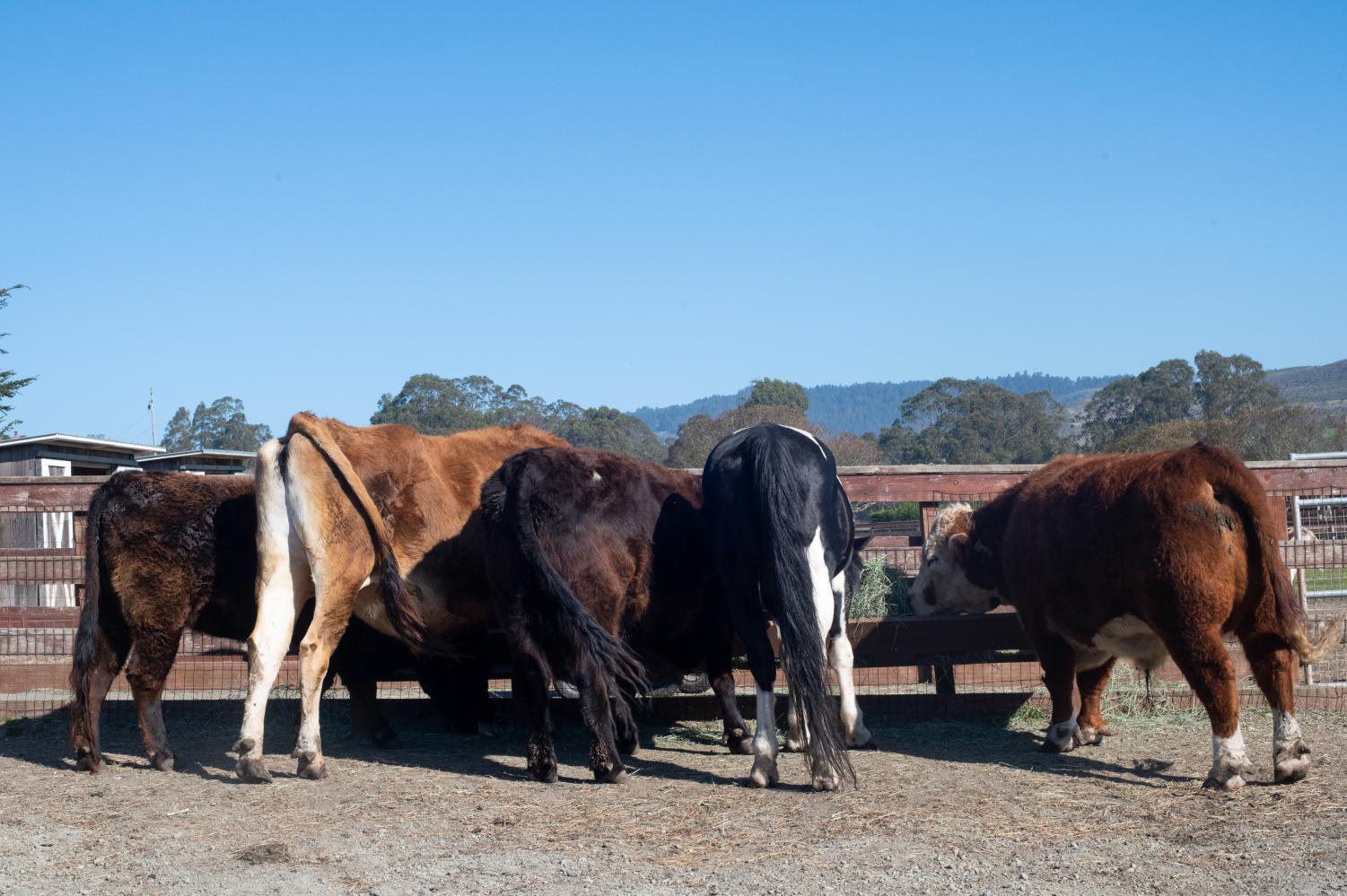 Open Arms and Pastures: Rescue Farms in the Bay Area