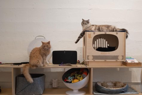 KitTea Cat Lounge Reservations — KitTea Cat Lounge & Cafe