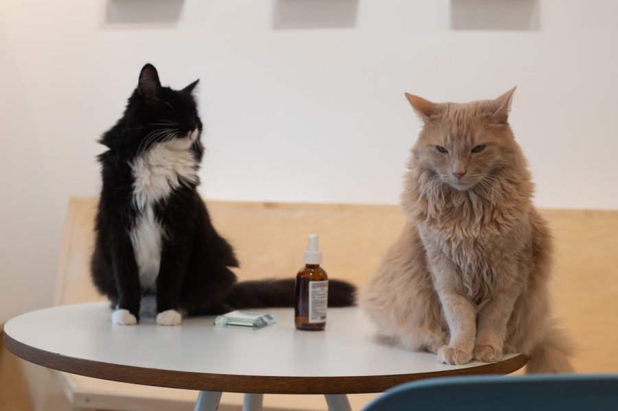  Cats at KitTea Cat Lounge. (Morgan Ellis / Xpress Magazine)
