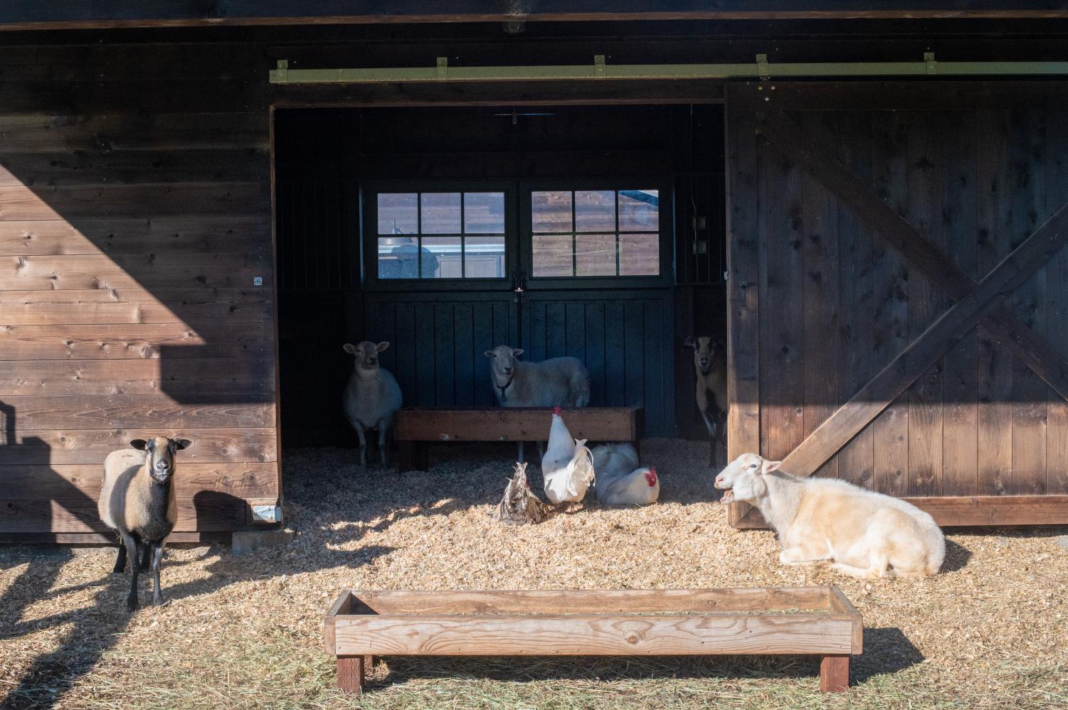 Open Arms and Pastures: Rescue Farms in the Bay Area