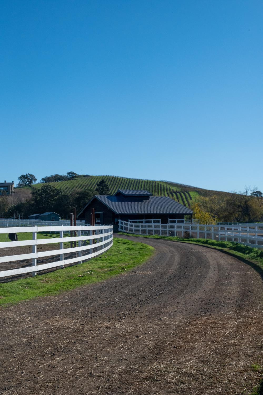Open Arms and Pastures: Rescue Farms in the Bay Area