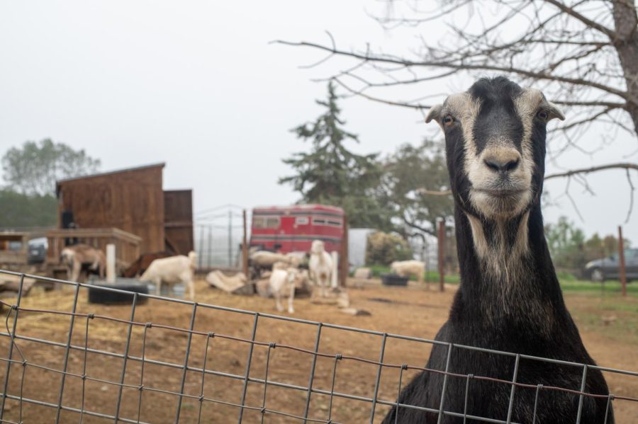  Lightning, a goat resident, perks up against a fence at Alma Bonita Animal Rescue in Morgan Hill, Calif. on Dec. 4. Lighting, along with other goats, was rescued when they were found living in a dog kennel without any outdoor space and a severe lice infestation putting their lives at risk. (Morgan Ellis / Xpress Magazine)
