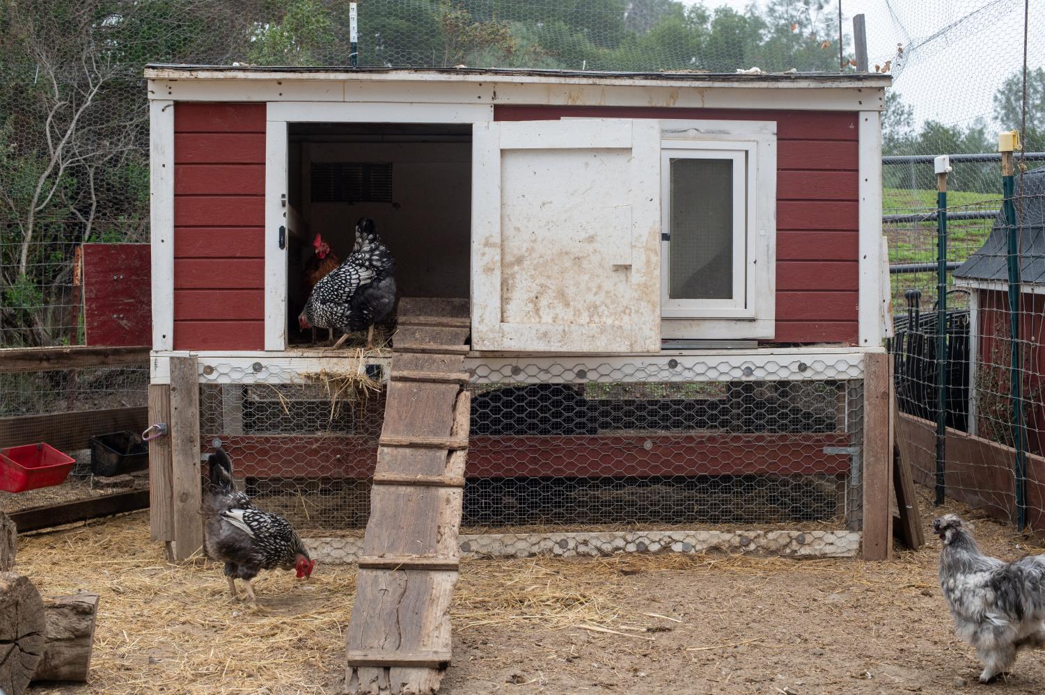 Open Arms and Pastures: Rescue Farms in the Bay Area
