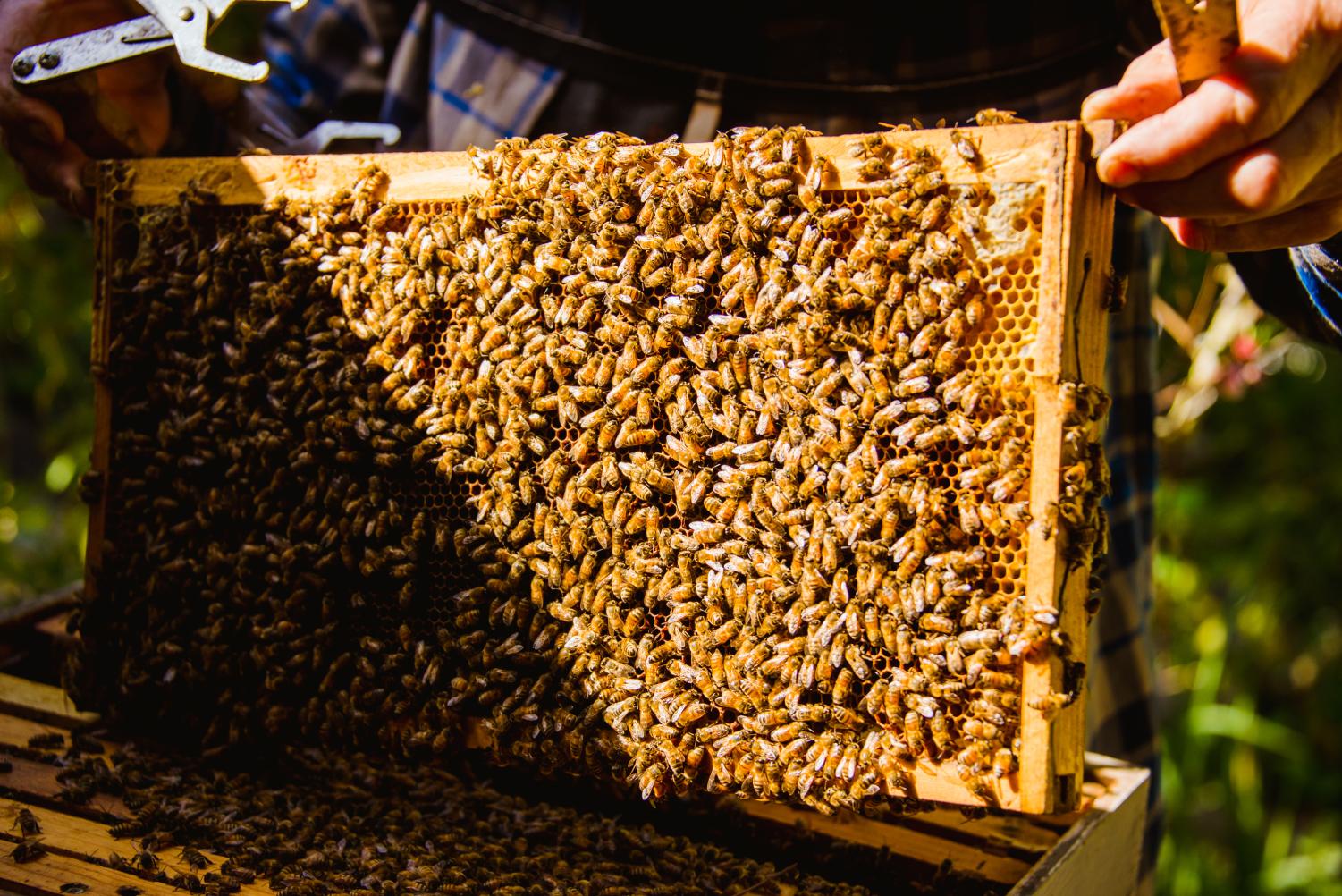 Urban beekeeping efforts create buzz in north Fort Worth