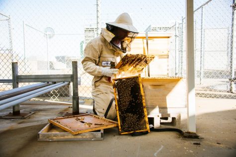 Lars Archer removes a frame from his newest hive on the roof level of a parking garage in SOMA on April 12, 2022. In his time as a beekeeper, Archer has experienced losing a hive and mentioned the hardest thing for him is understanding what happened and preventing it from happening again in future hives. (Garrett Isley / Xpress Magazine)