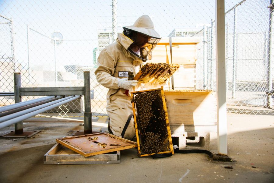 Lars Archer removes a frame from his newest hive on the roof level of a parking garage in SOMA on April 12, 2022. In his time as a beekeeper, Archer has experienced losing a hive and mentioned the hardest thing for him is understanding what happened and preventing it from happening again in future hives. (Garrett Isley / Xpress Magazine)