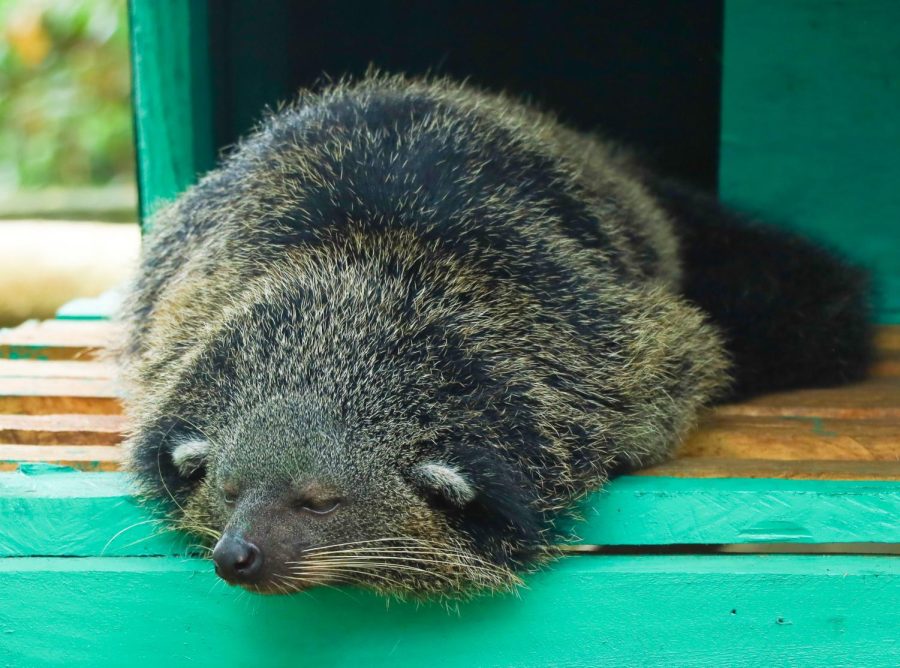 A Palawan bear cat, also known as the Palawan binturong, rests in its enclosure at the in Palawan, Philippines. The animal is endemic to the island of Palawan. (Gina Castro / Xpress Magazine)