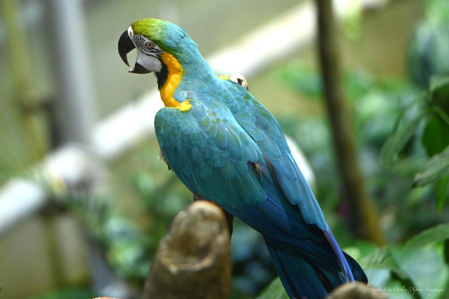 A macaw caws at the California Academy of Science. (Aaron Levy-Wolins / Xpress Magazine)