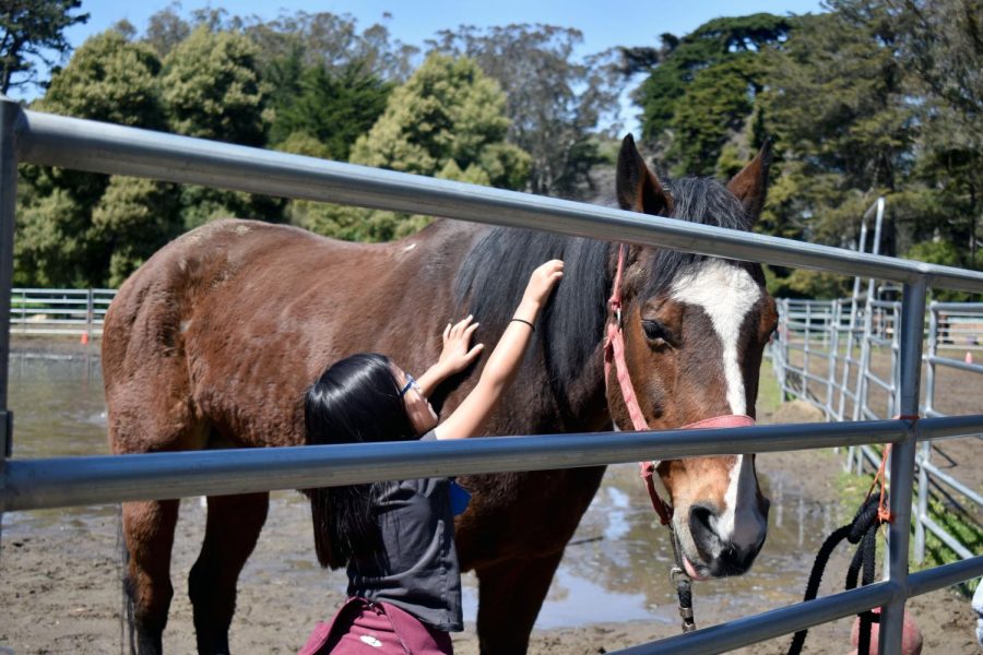 One of the campers pets a horse in Chaparral Ranch at Golden Gate Park on Friday, March 31, 2023. (Chris Myers / Xpress Magazine)
