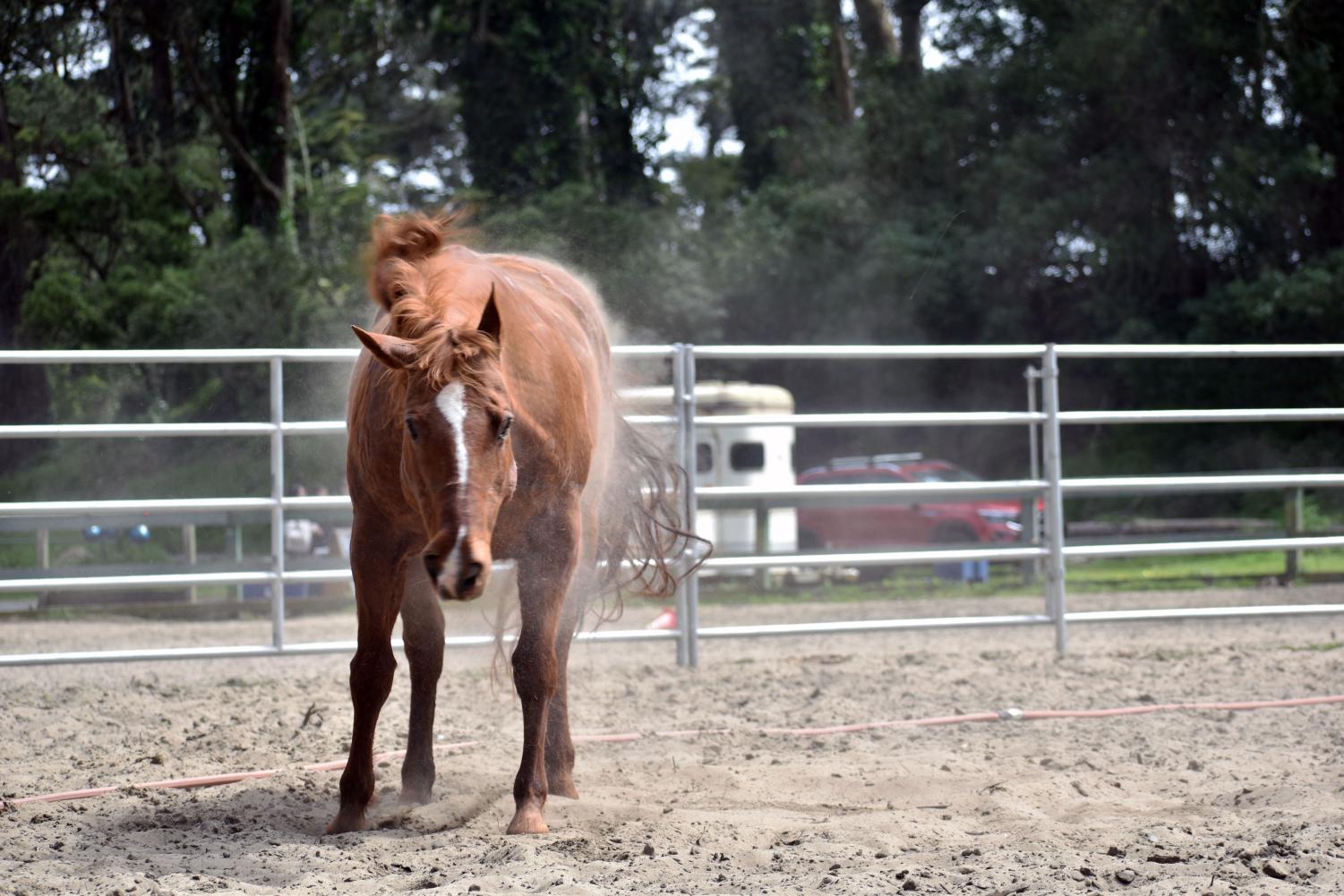 Horsepower in the Park