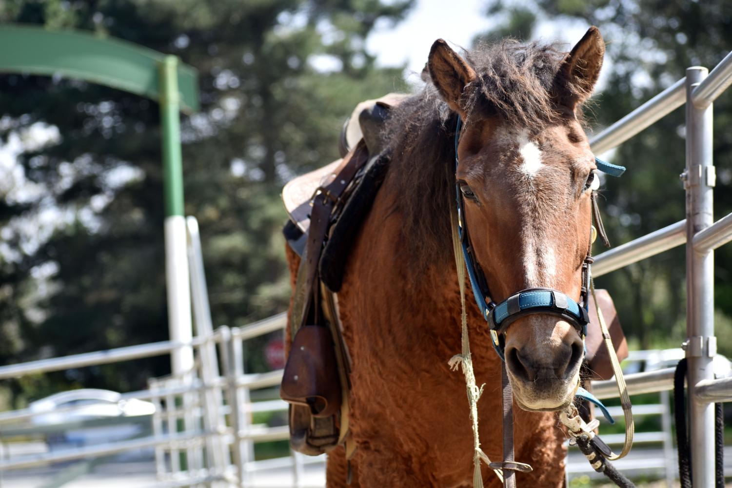 Horsepower in the Park