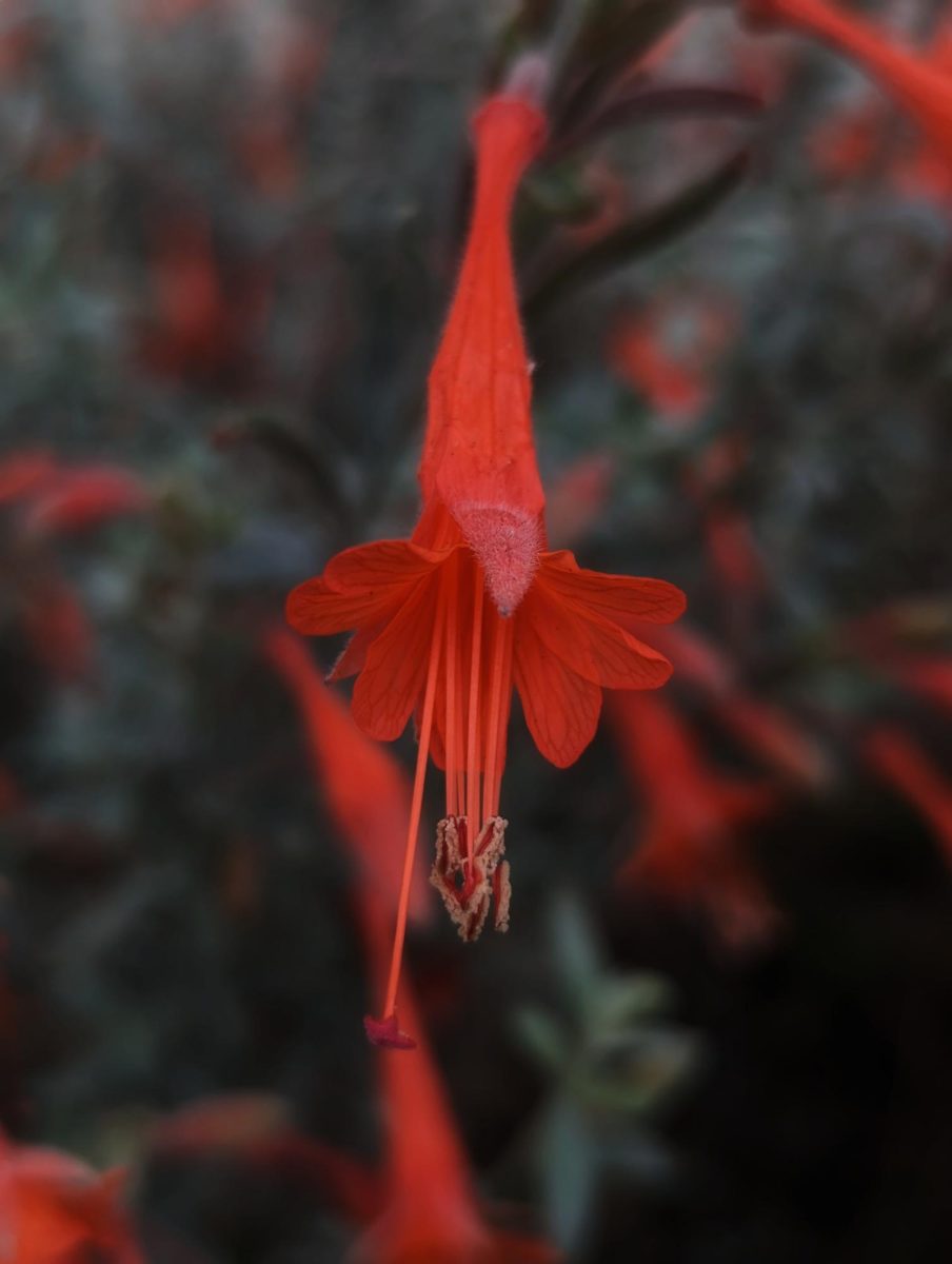 A flower of a California fuscia plant is seen near the J. Paul
Leonard library in San Francisco, Calif. on Sept. 5, 2023. (Neal Wong/Xpress Magazine)