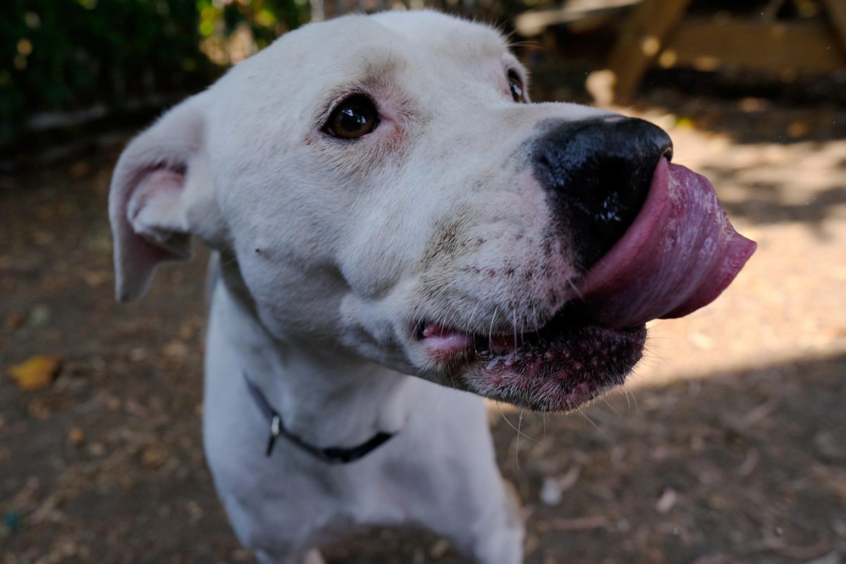  Conner, an adoptable dog at Oakland Animal Services, licks his nose during the adoption event on Thursday, August 31, 2023. (Andrew Fogel/Xpress Magazine) 
