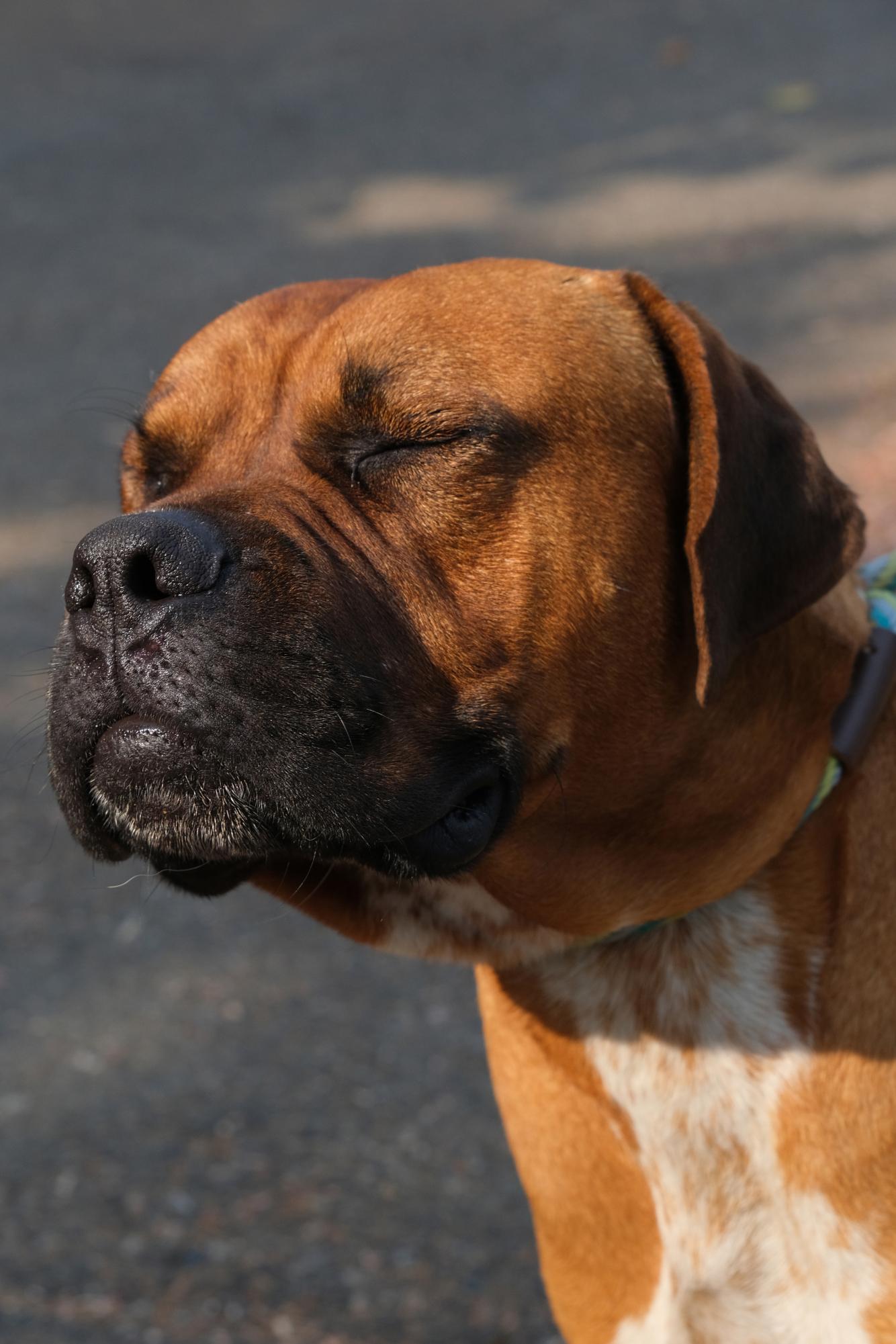 Bay Area Animal Shelters In The Face Of Overcrowding