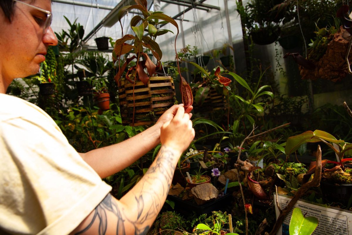 Elliot Levin tends to a tropical pitcher plant in the greenhouse at San Francisco State University on Monday, September 23, 2024. (Jesus Arriaga / Xpress Magazine)