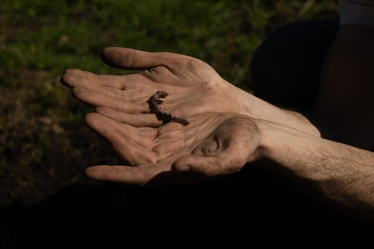 A worm found by a volunteer at the McAteer Campus Community Farm in San Francisco. (Julian Olsen / Xpress Magazine) 