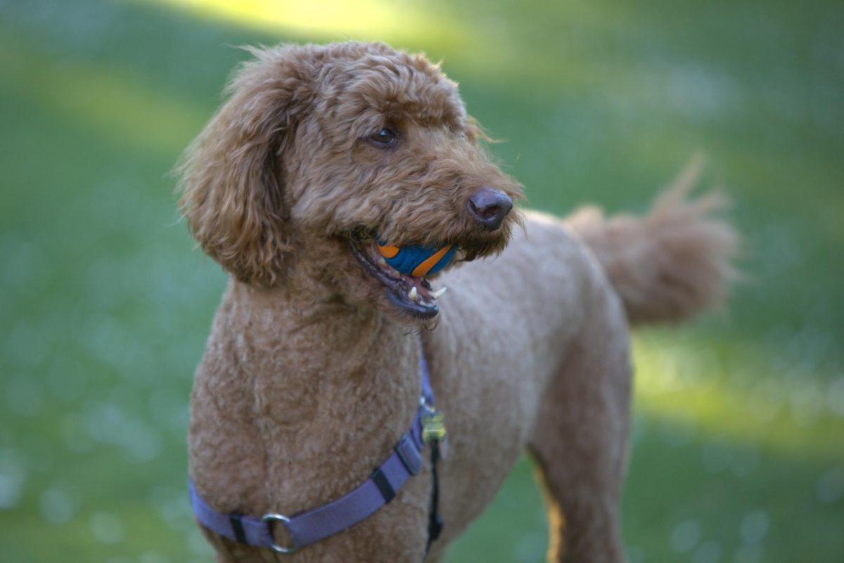 Hamish poses with his ball on a walk through the Quad on Feb. 5, 2025. "I like bringing him here because it's quiet," said his owner, Mike Voight. Photo by Seamus Geoghegan/Xpress Magazine.