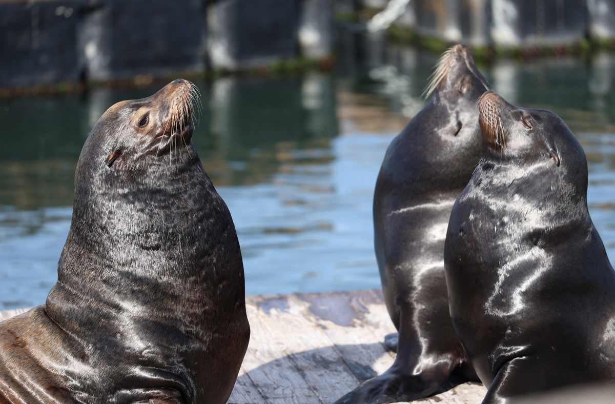 California Sea Lions lie on a dock at Pier 39 in San Francisco, Calif., on Friday, April 11, 2025. (Braelyn Furse / Xpress Magazine)