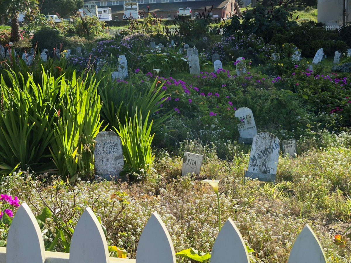 The Presidio Pet Cemetery looks more like a garden from afar. Lined by a white picket fence, the graveyard is the resting place for over 400 dogs, cats, birds and other animal companions. (Seamus Geoghegan / Xpress Magazine)