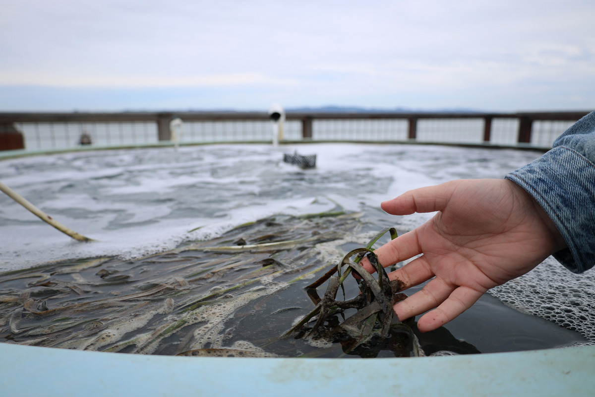  The eelgrass touch tank located at the Romberg Tiburon Campus. Students and visitors can interact with the touch tank. The tank is filled with Bay Area water, making it the best location for eelgrass research in San Francisco. (Olivia Mendez / Xpress Magazine) 
