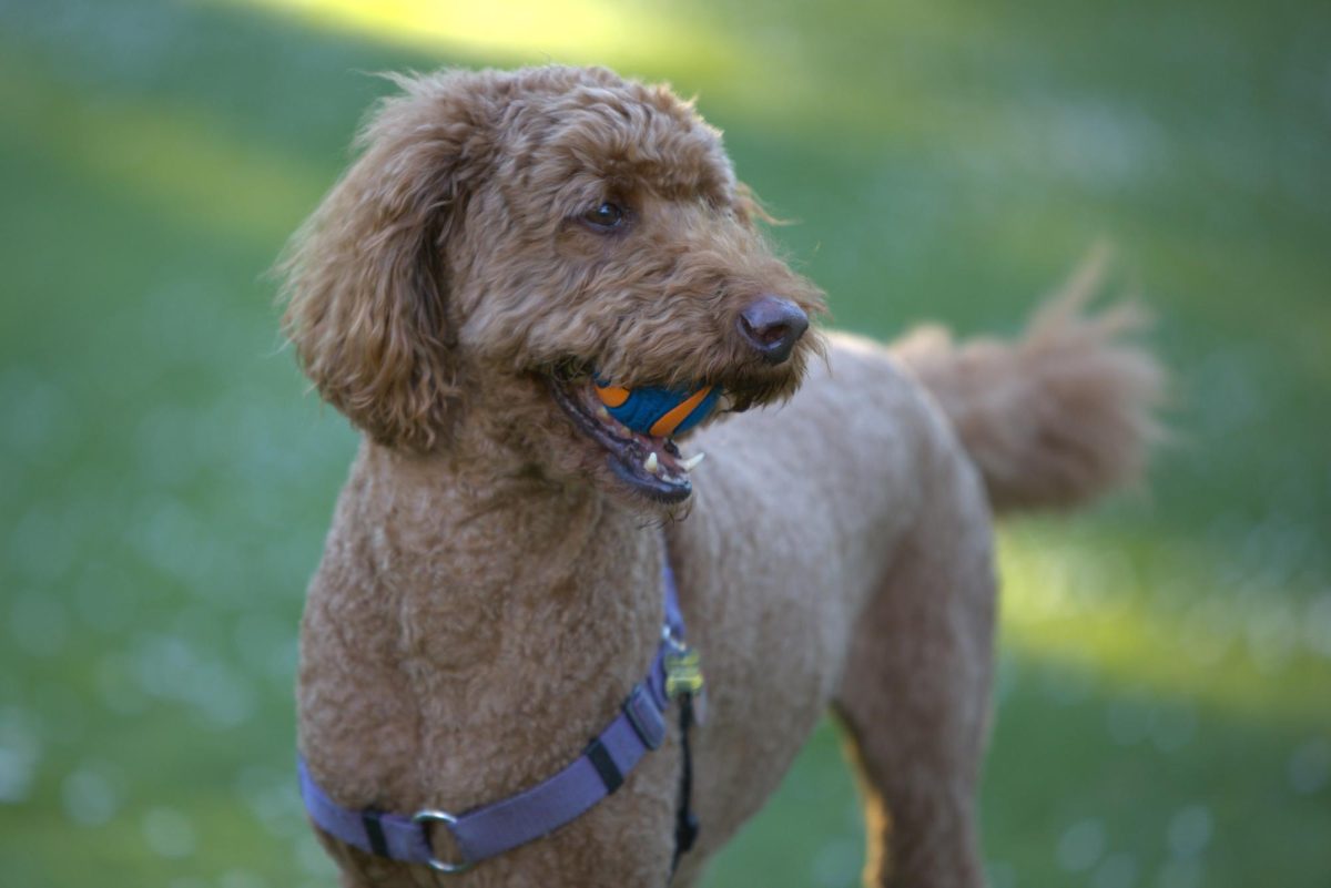 Hamish poses with his ball on a walk through the Quad on Feb. 5, 2025. “I like bringing him here because it’s quiet,” said his owner, Mike Voight. Photo by Seamus Geoghegan/Xpress Magazine.