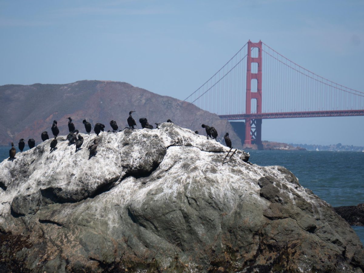 A gulp of cormorants bask in the sun with the Golden Gate Bridge behind them. (Josh Miranda / Xpress Magazine)