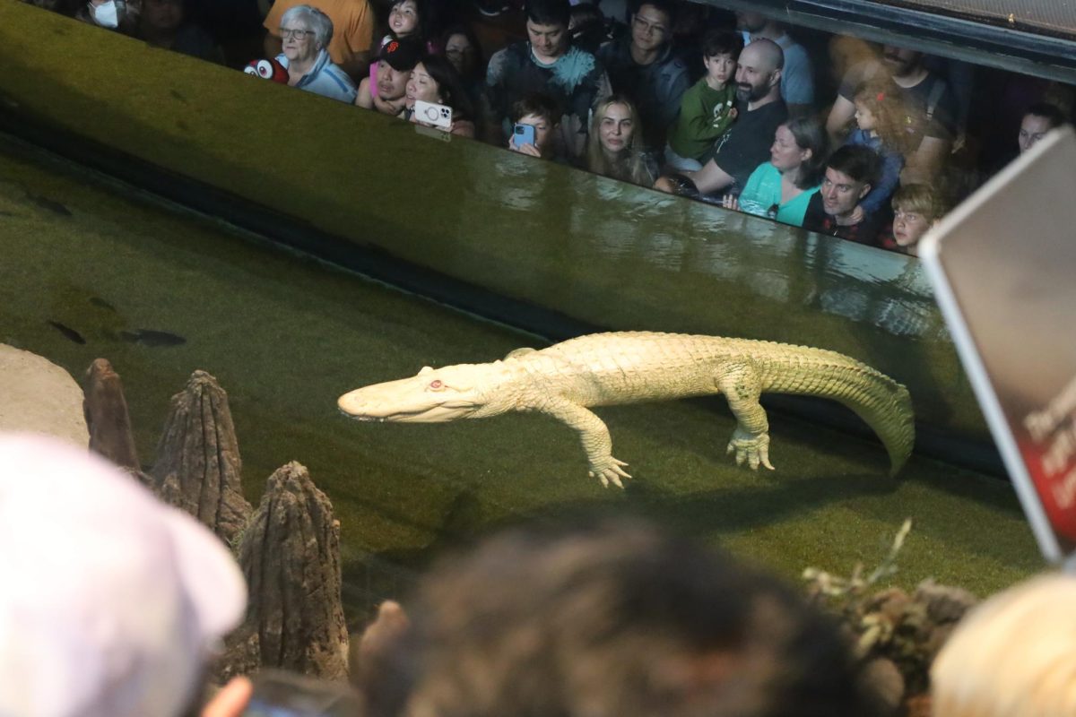 Guests look above and below Claude’s enclosure to watch him eat his fish “cake” on Sept. 14, 2025. (Angelique Persails / Xpress Magazine)