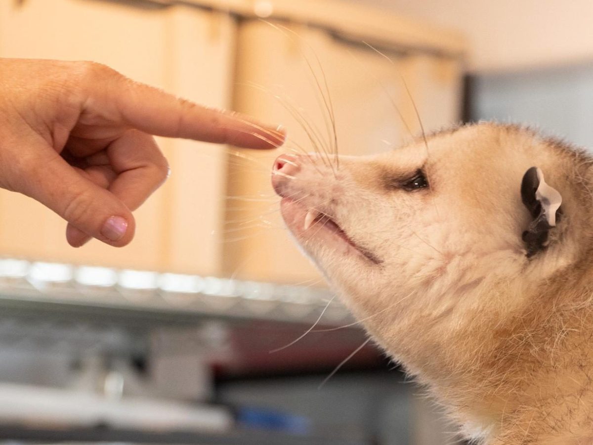 Volunteer Susie Denegree reaches to touch the nose of one of the rescued opossums. (Jolie Willson / Xpress Magazine) 