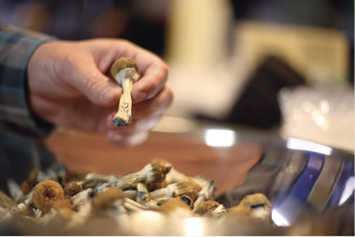 Dave Hodges handles a strain of psychedelic mushrooms known as “Loving Teacher,” as indicated by the stamped-on hearts. (Julian Olson / Xpress Magazine)